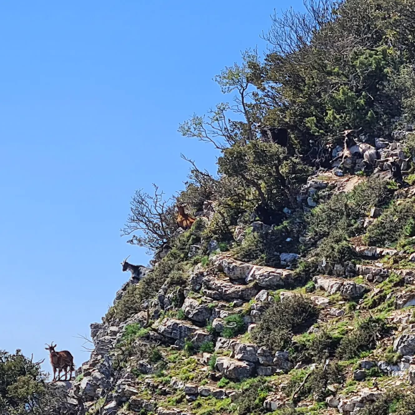 Passaggi esposti? Non sono un problema... almeno per loro! 😂