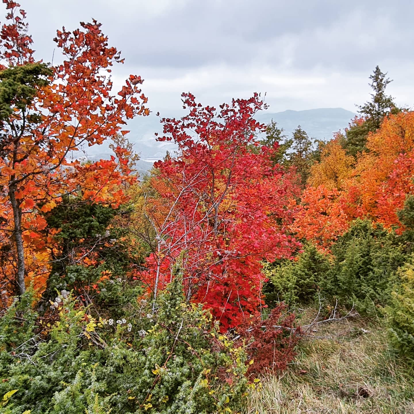 Ancora lo spettacolo autunnale, stavolta sul Monte Canale #parcosassosimone #pesarotrekking