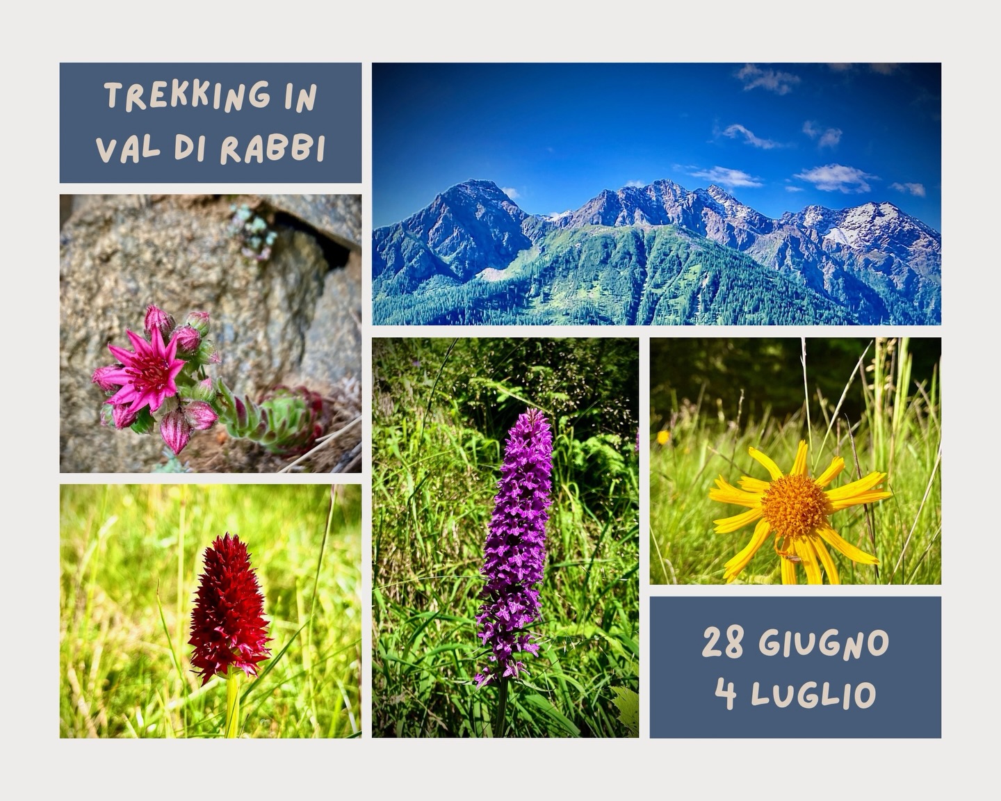 I fiori in @valdirabbi sono uno spettacolo della natura 🌸🌺
Decine di specie vi aspettano sui prati e fra le rocce di questa splendida valle: venite a camminare con Romagnatrekking, dal 28 giugno al 4 luglio 2026.
Info e prenotazioni su www.romagnatrekking.it
.
.
#trekking #escursione #escursioni #hiking #trentino
