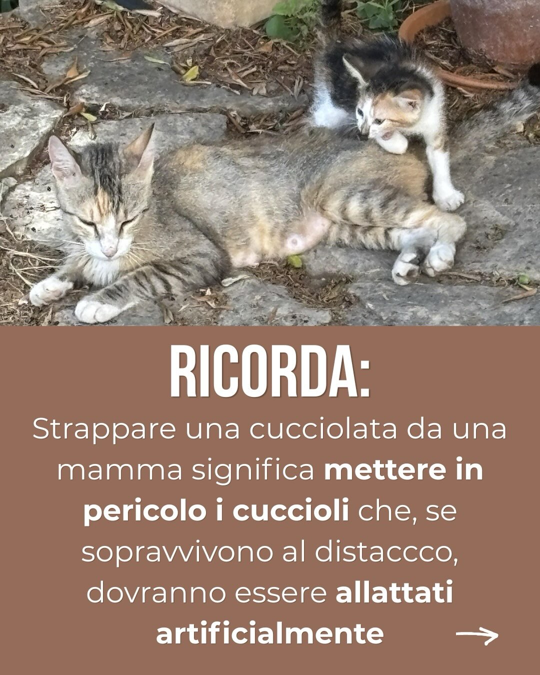Home 🐱 Hai trovato una cucciolata? 🐱
❗️Eccetto il caso in cui i gattini si trovino in situazioni di pericolo oggettivo e abbiano bisogno di aiuto imprescindibile, NON SPOSTARLI MAI dal luogo in cui li vedi!
Lascia i cuccioli lì dove sono: nella maggior parte dei casi mamma gatta si trova a breve distanza (si è allontanata per cercare il cibo o controllare il territorio).
❗️Non toccare i cuccioli: il tuo odore viene subito percepito dalla mamma gatta provocandole un inutile stress (potrebbe decidere di spostare la cucciolata).
Strappare una cucciolata da una mamma significa mettere in grave pericolo sia i cuccioli (che, se sopravvivono al distacco, dovranno essere allattati artificialmente), sia le mamme (che possono incorrere in gravi infezioni dovute alla mastite).
👩⚕️🧑⚕️🩺 I MEDICI VETERINARI sono i soli e indispensabili referenti per le problematiche inerenti la salute animale: rivolgiti a loro in caso di dubbi o perplessità!